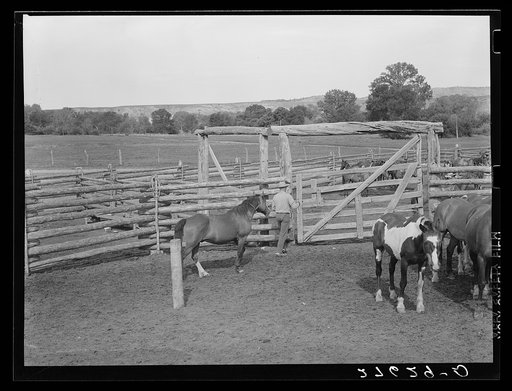 Cowhand leading horse to be saddled. Quarter Circle 'U' Ranch, Montana