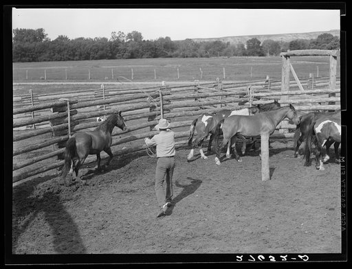 Roping a horse. Quarter Circle 'U' Ranch, Montana