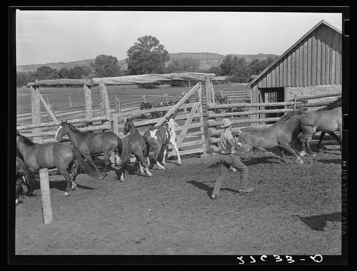 Untitled photo, possibly related to: Roping a horse. Quarter Circle 'U' Ranch, Montana