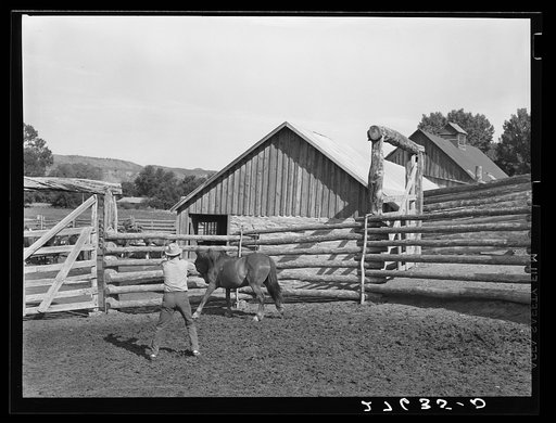 Roping a horse. Quarter Circle 'U' Ranch, Mont