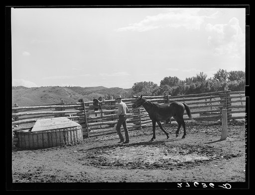 Leading a horse to be saddled. Quarter Circle 'U' Ranch, Montana