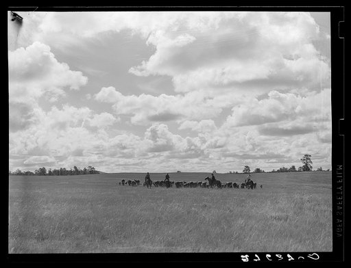 Driving cattle. Three Circle roundup. Custer National Forest, Montana