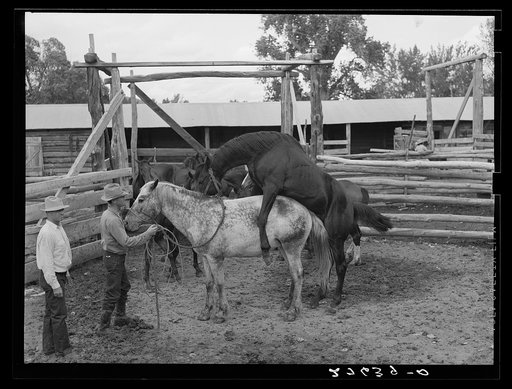 Horse breeding. Warren Brewster ranch. Montana