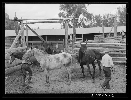 Horse breeding. Warren Brewster ranch. Montana