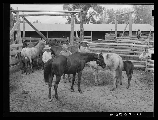 Horse breeding. Warren Brewster ranch. Montana