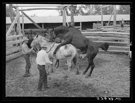 Horse breeding. Warren Brewster ranch. Montana