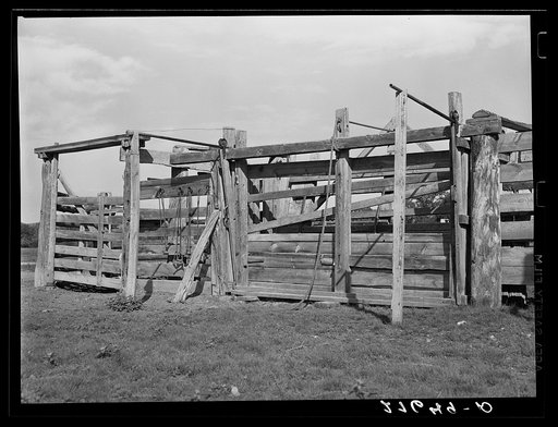Branding and dehorning chute. Quarter Circle 'U' Ranch, Montana