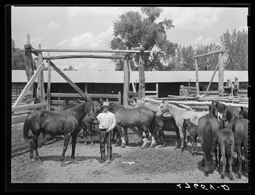 Untitled photo, possibly related to: Horse breeding. Warren Brewster ranch. Montana