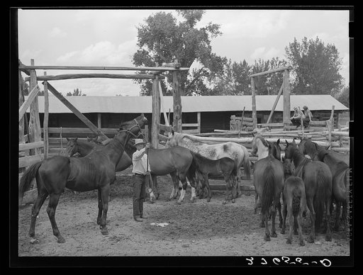 Horse breeding. Warren Brewster ranch. Montana