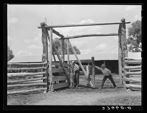 Vaccinating colt against blackleg. Warren Brewster ranch, Montana