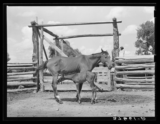 Mare and colt. Warren Brewster ranch. Montana