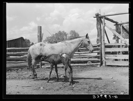 Untitled photo, possibly related to: Mare and colt. Warren Brewster ranch. Montana