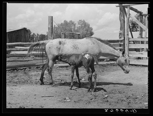 Untitled photo, possibly related to: Mare and colt. Warren Brewster ranch. Montana