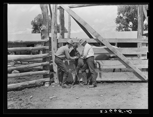 Vaccinating colt against blackleg. Warren Brewster ranch, Montana