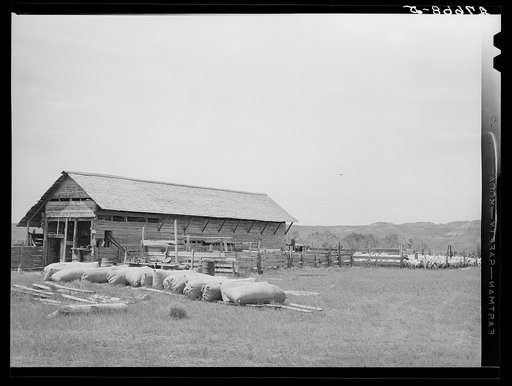 Untitled photo, possibly related to: Wool sacks at sheepshearing pen. Rosebud County, Montana