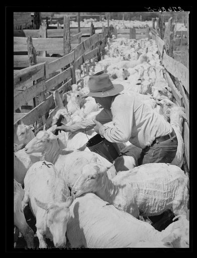 Untitled photo, possibly related to: Painting brands on newly-shorn sheep. Rosebud County, Montana