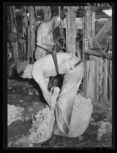 Shearing sheep. Rosebud County, Montana