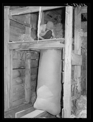 Stuffing bag of wool. Rosebud County, Montana. Sheep shearing pen
