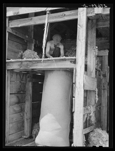 Untitled photo, possibly related to: Stuffing bag of wool. Rosebud County, Montana. Sheep shearing pen