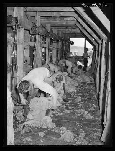 Shearing sheep. Rosebud County, Montana