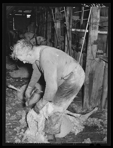 Untitled photo, possibly related to: Shearing sheep. Rosebud County, Montana