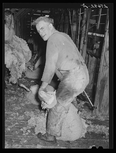 Shearing sheep. Rosebud County, Montana