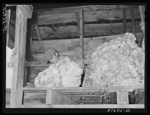Wool from newly-shorn sheep. Rosebud County, Montana