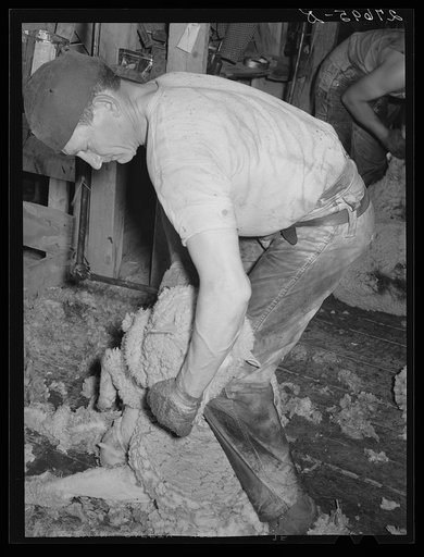 Shearing sheep. Rosebud County, Montana