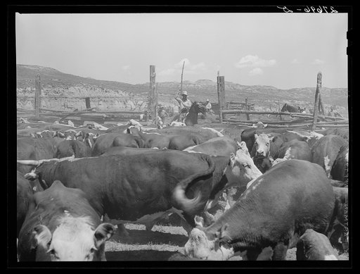 Untitled photo, possibly related to: Cattle on William Tonn ranch. Custer County, Montana