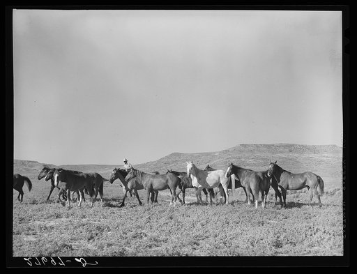 Rounding up the cattle. William Tonn ranch, Custer County, Montana
