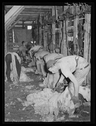 Untitled photo, possibly related to: Shearing sheep. Rosebud County, Montana