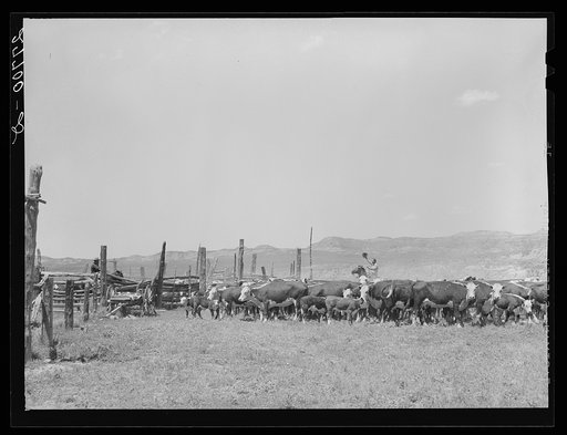 Roundup, William Tonn ranch. Custer County, Montana
