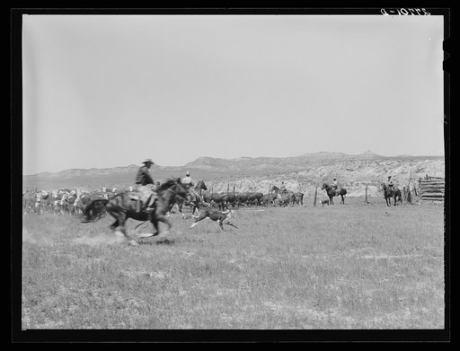 Untitled photo, possibly related to: Roundup, William Tonn ranch. Custer County, Montana