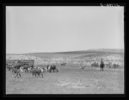Untitled photo, possibly related to: Roundup, William Tonn ranch. Custer County, Montana