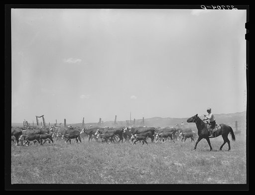Roundup, William Tonn ranch. Custer County, Montana
