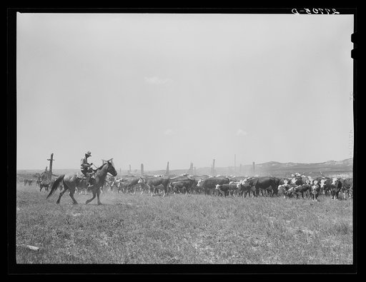 Untitled photo, possibly related to: Roundup, William Tonn ranch. Custer County, Montana