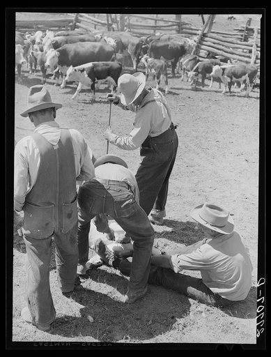 Branding and castrating. William Tonn ranch, Custer County, Montana