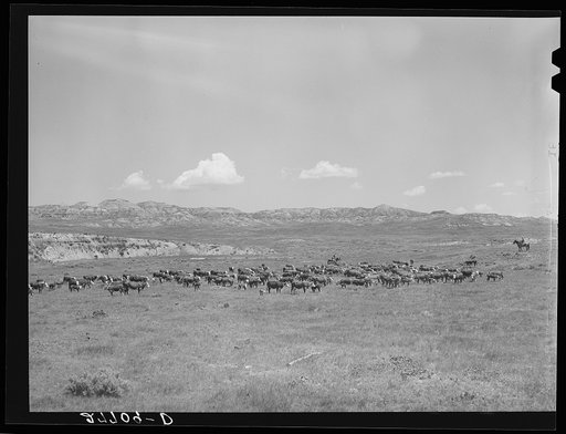 Untitled photo, possibly related to: Roundup. William Tonn ranch, Montana
