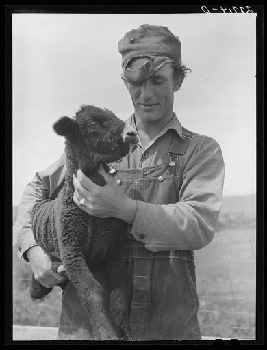 Sheepherder. Rosebud County, Montana