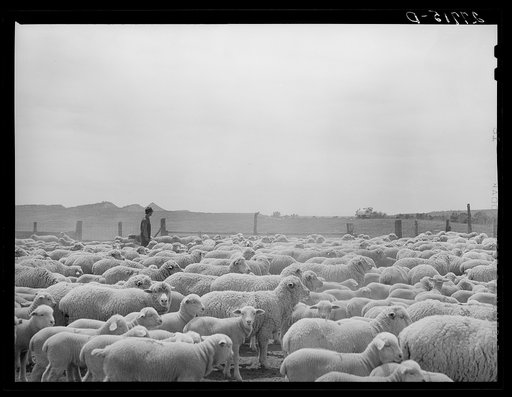 Untitled photo, possibly related to: Sheep in shearing pen. Rosebud County, Montana