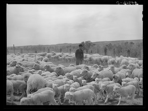 Untitled photo, possibly related to: Sheep in shearing pen. Rosebud County, Montana