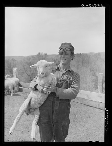 Sheepherder. Rosebud County, Montana