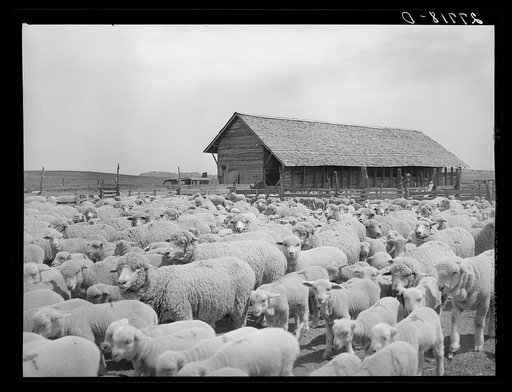 Untitled photo, possibly related to: Sheep in shearing pen. Rosebud County, Montana