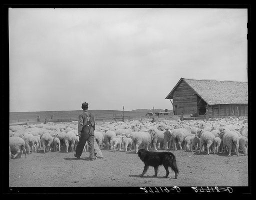 Sheep in shearing pen. Rosebud County, Montana