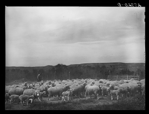 Untitled photo, possibly related to: Sheep in shearing pen. Rosebud County, Montana
