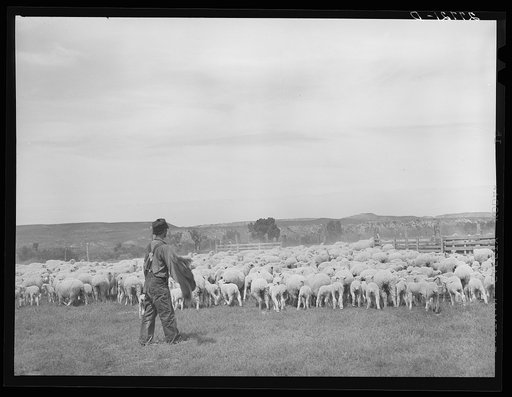 Untitled photo, possibly related to: Sheep in shearing pen. Rosebud County, Montana