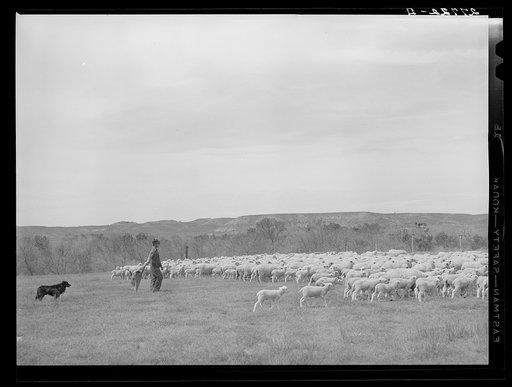 Untitled photo, possibly related to: Sheep in shearing pen. Rosebud County, Montana