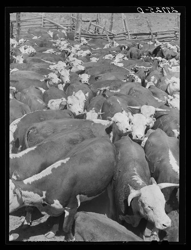 Cattle on William Tonn ranch. Custer County, Montana