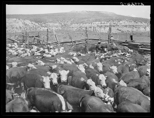 Cattle on William Tonn ranch. Custer County, Montana