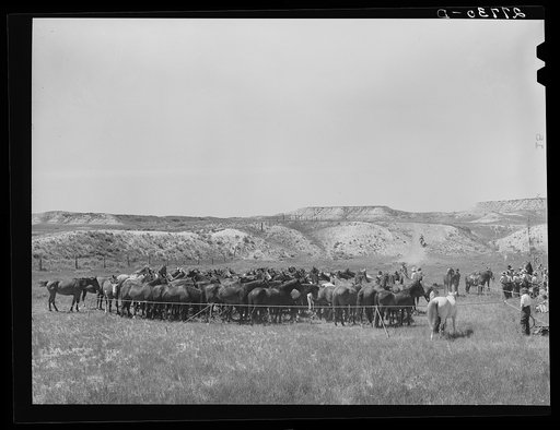 Rope corral. Quarter Circle 'U' Ranch roundup. Big Horn County, Montana